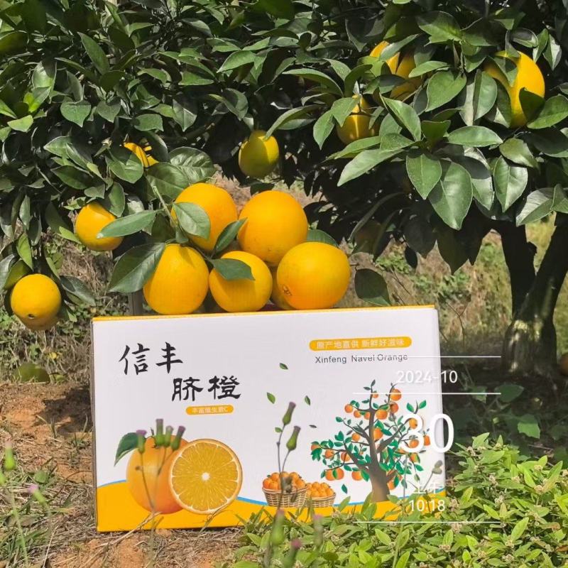 赣南(信丰)脐橙“蓄谋已久的甜蜜”不慌不忙，渐渐变黄