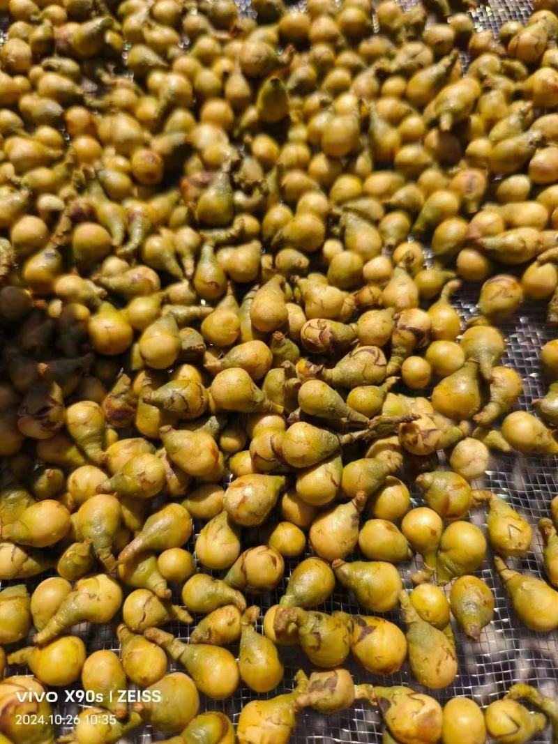 野生的金花茶（花蕾）无添加