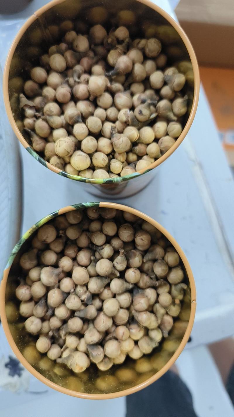 野生的金花茶（花蕾）无添加