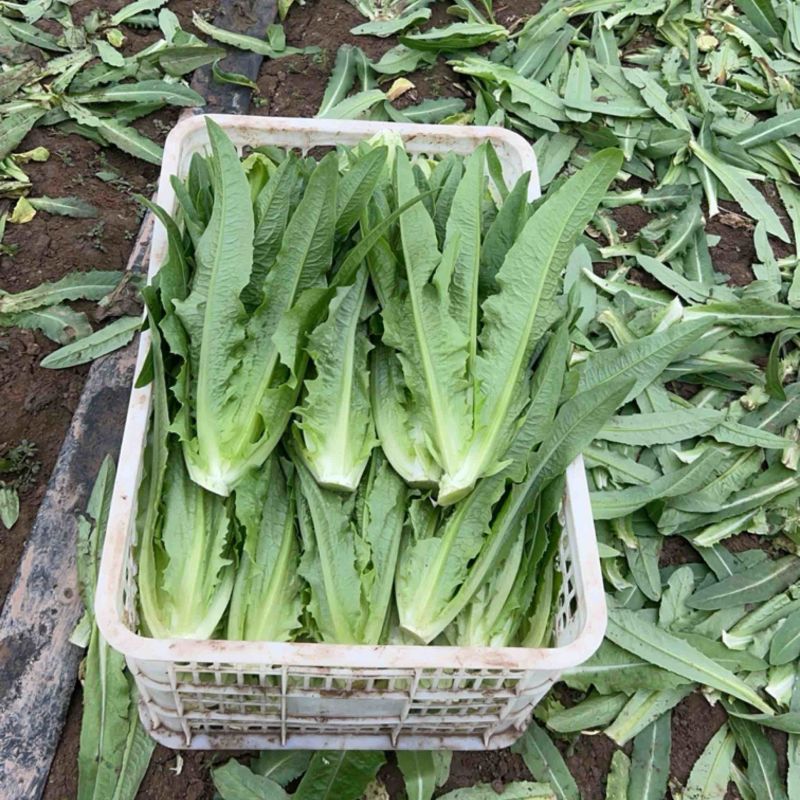 油麦菜大棵小棵大量货源，西安油麦菜