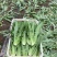 油麦菜大棵小棵大量货源，西安油麦菜