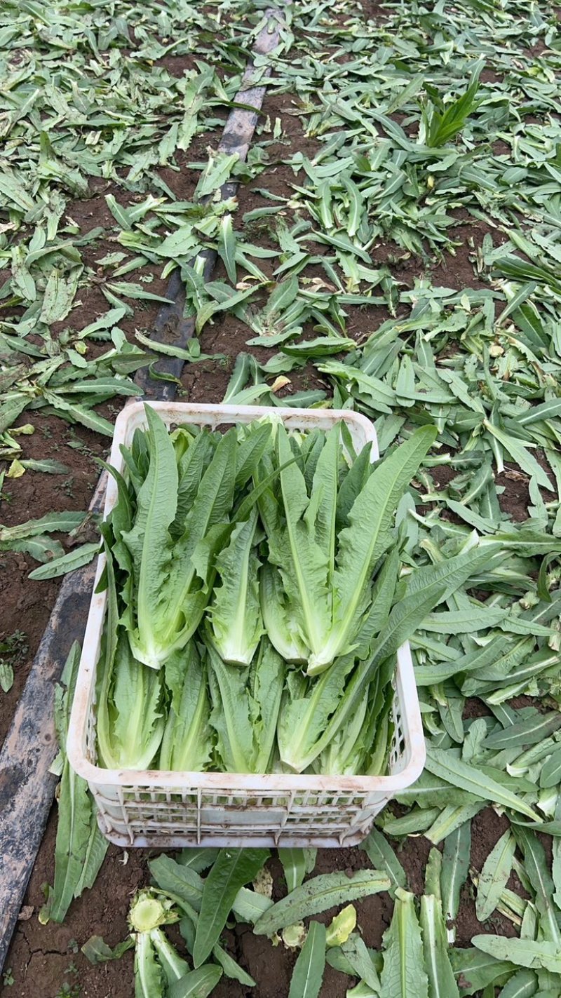 油麦菜大棵小棵大量货源，西安油麦菜