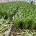 油麦菜大棵小棵大量货源，西安油麦菜