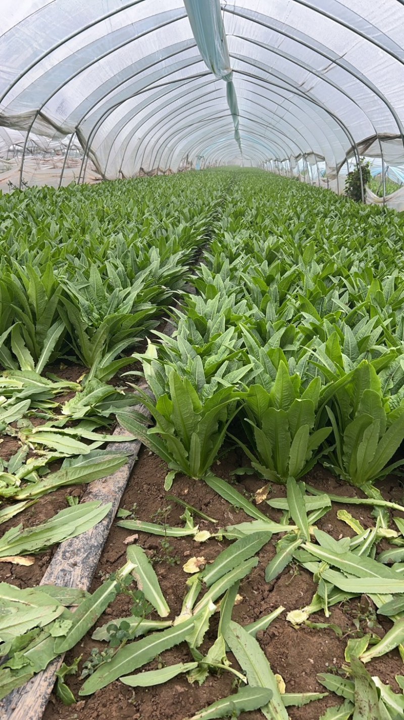 油麦菜大棵小棵大量货源，西安油麦菜