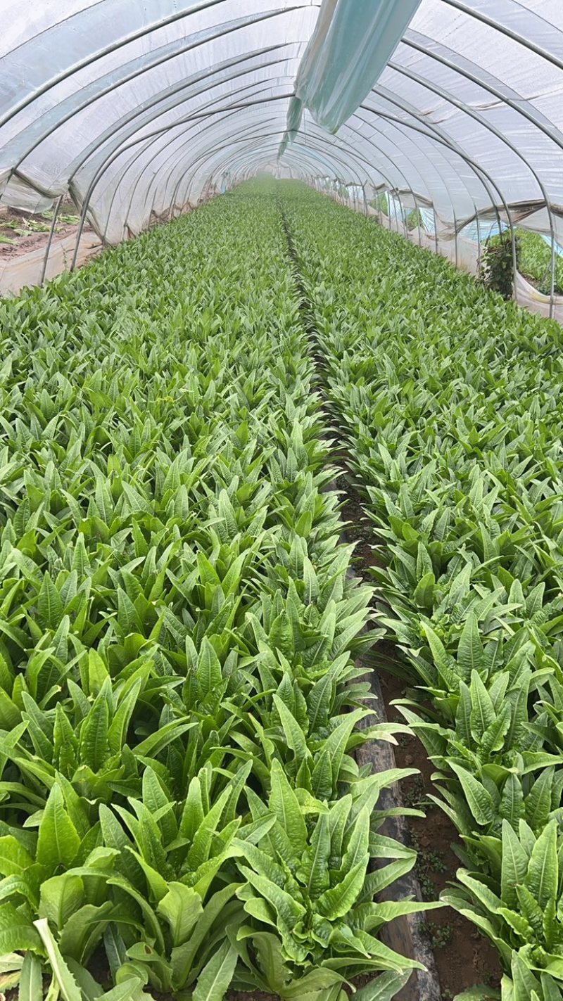 油麦菜大棵小棵大量货源，西安油麦菜