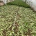 油麦菜大棵小棵大量货源，西安油麦菜