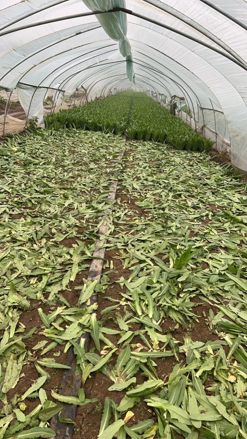 油麦菜大棵小棵大量货源，西安油麦菜