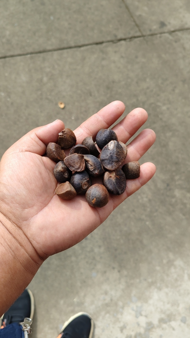 油茶籽