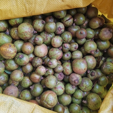 油茶籽