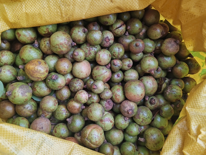 油茶籽