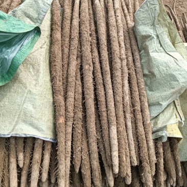 肃宁县山药种植在基地铁棍山药大量现货供应中欢迎来电咨询