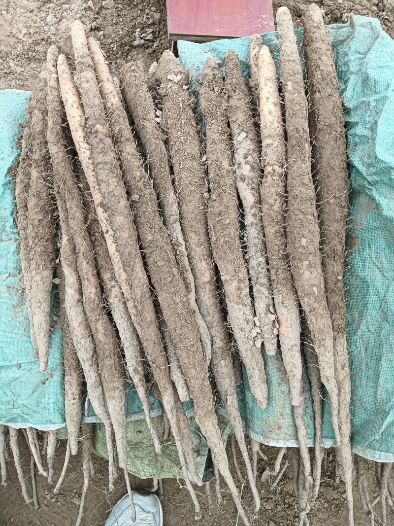肃宁县山药种植在基地铁棍山药大量现货供应中欢迎来电咨询