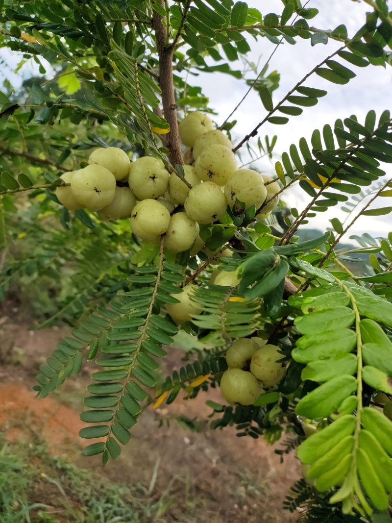 油柑，油柑果，油甘，！！！