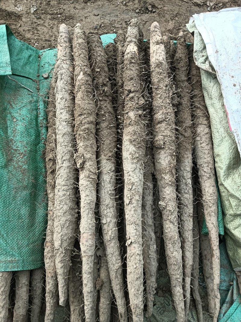 肃宁县山药种植在基地铁棍山药大量现货供应中欢迎来电咨询