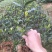 纯正品种繁多茶苗苗圃批发量大从优