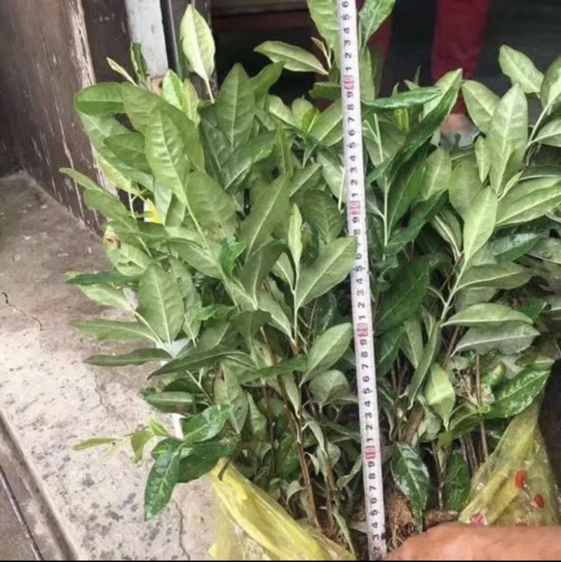 纯正品种繁多茶苗苗圃批发量大从优