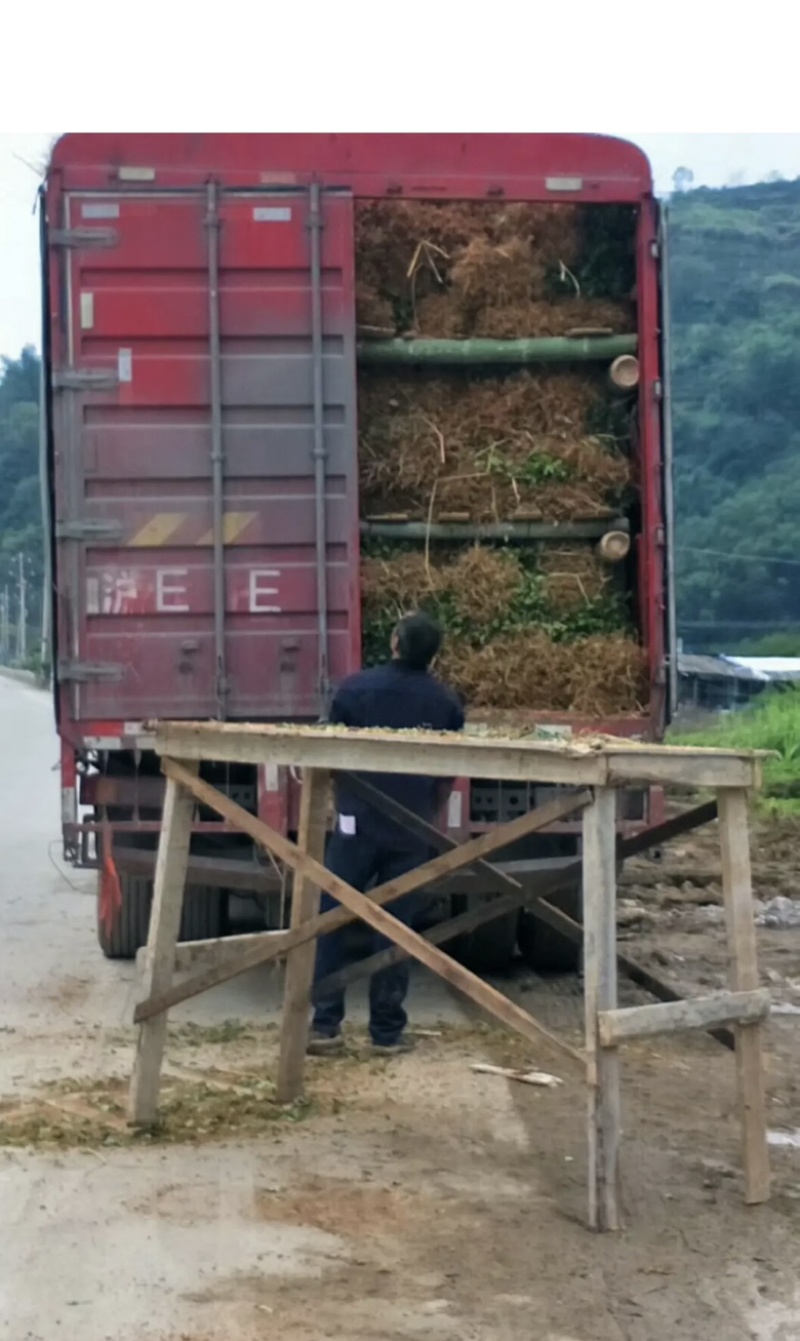 纯正品种繁多茶苗苗圃批发量大从优