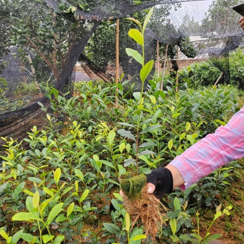 纯正品种繁多茶苗苗圃批发量大从优
