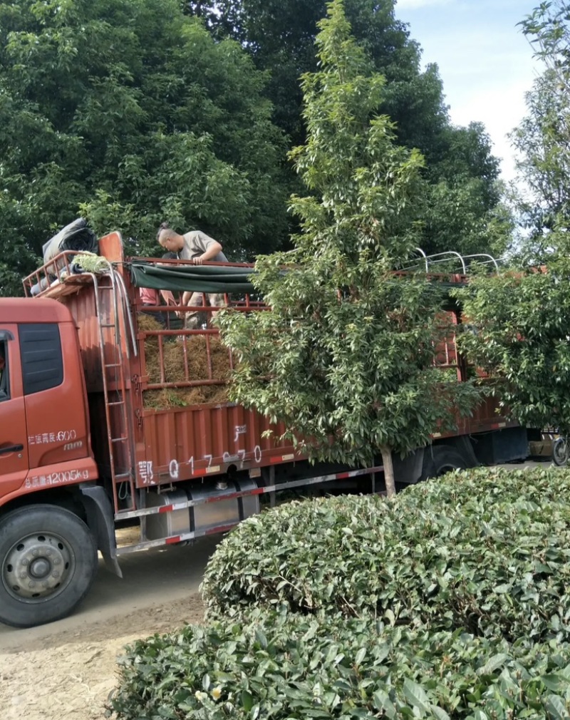 纯正品种繁多茶苗苗圃批发量大从优