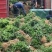 纯正品种繁多茶苗苗圃批发量大从优