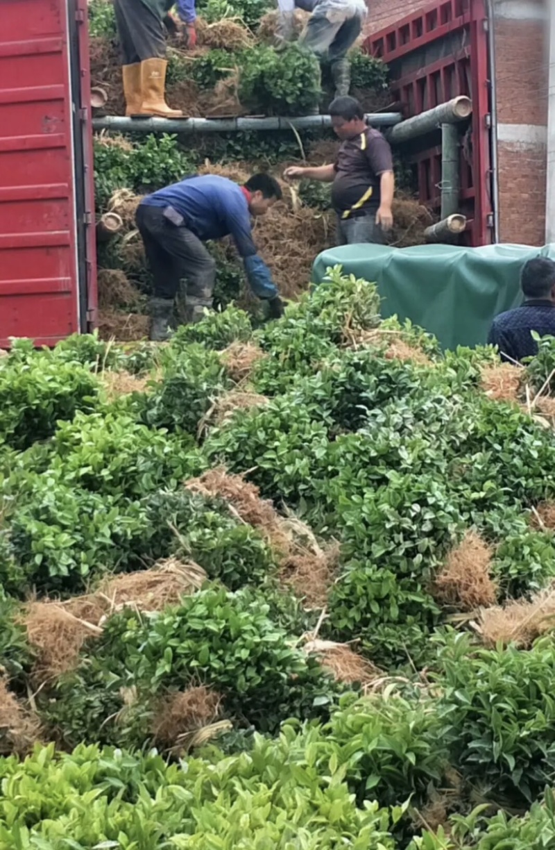 纯正品种繁多茶苗苗圃批发量大从优