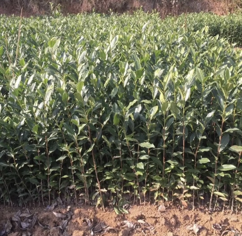 纯正品种繁多茶苗苗圃批发量大从优