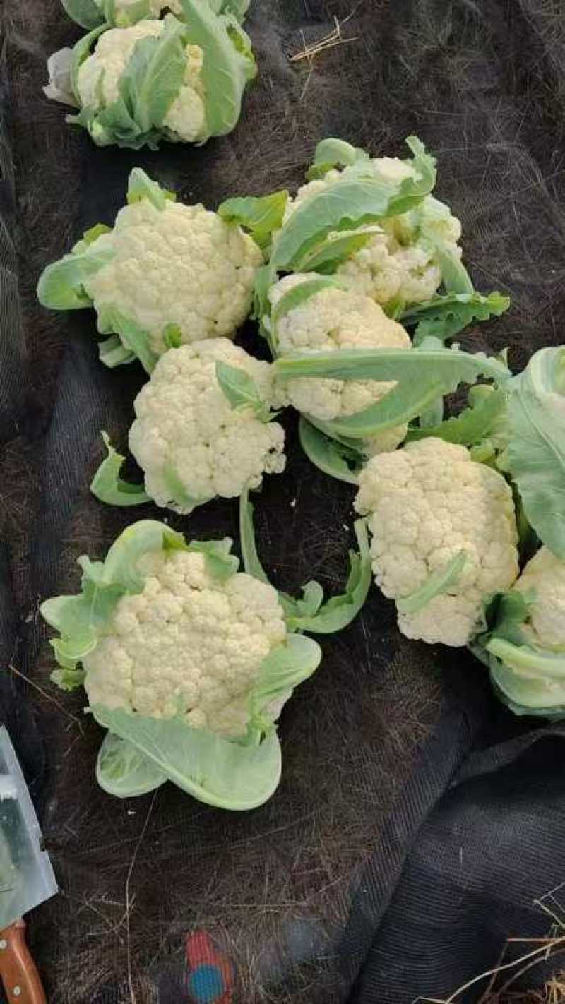 有机花菜大量上市了有需要的联系支持物流发货