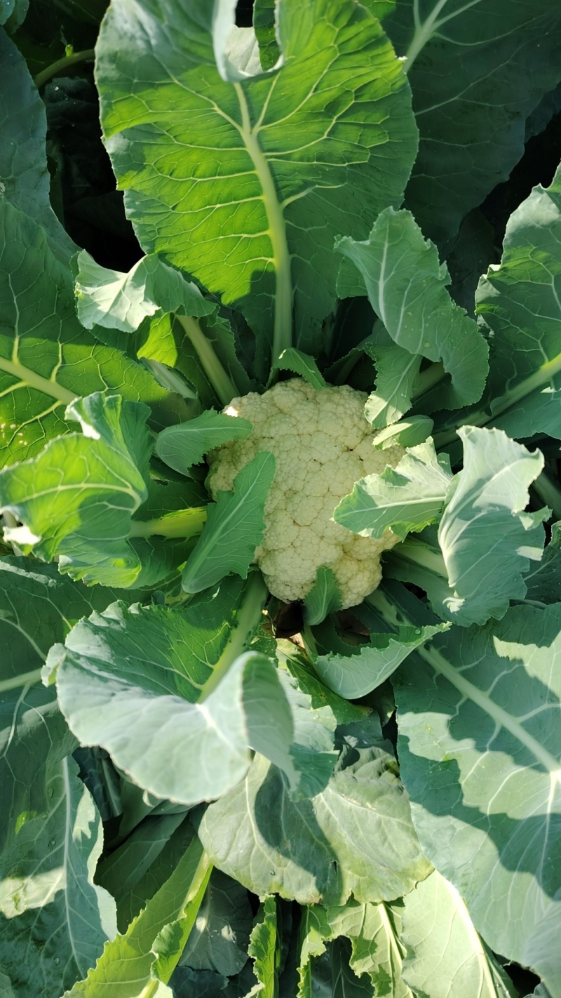 有机花菜大量上市了有需要的联系支持物流发货