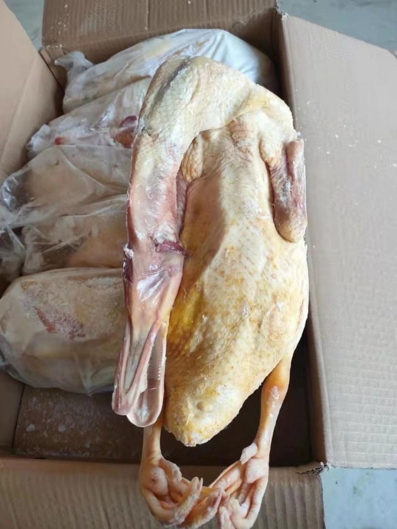 番鸭大白番鸭白条番鸭公番母番规划齐全厂家直发全国发货
