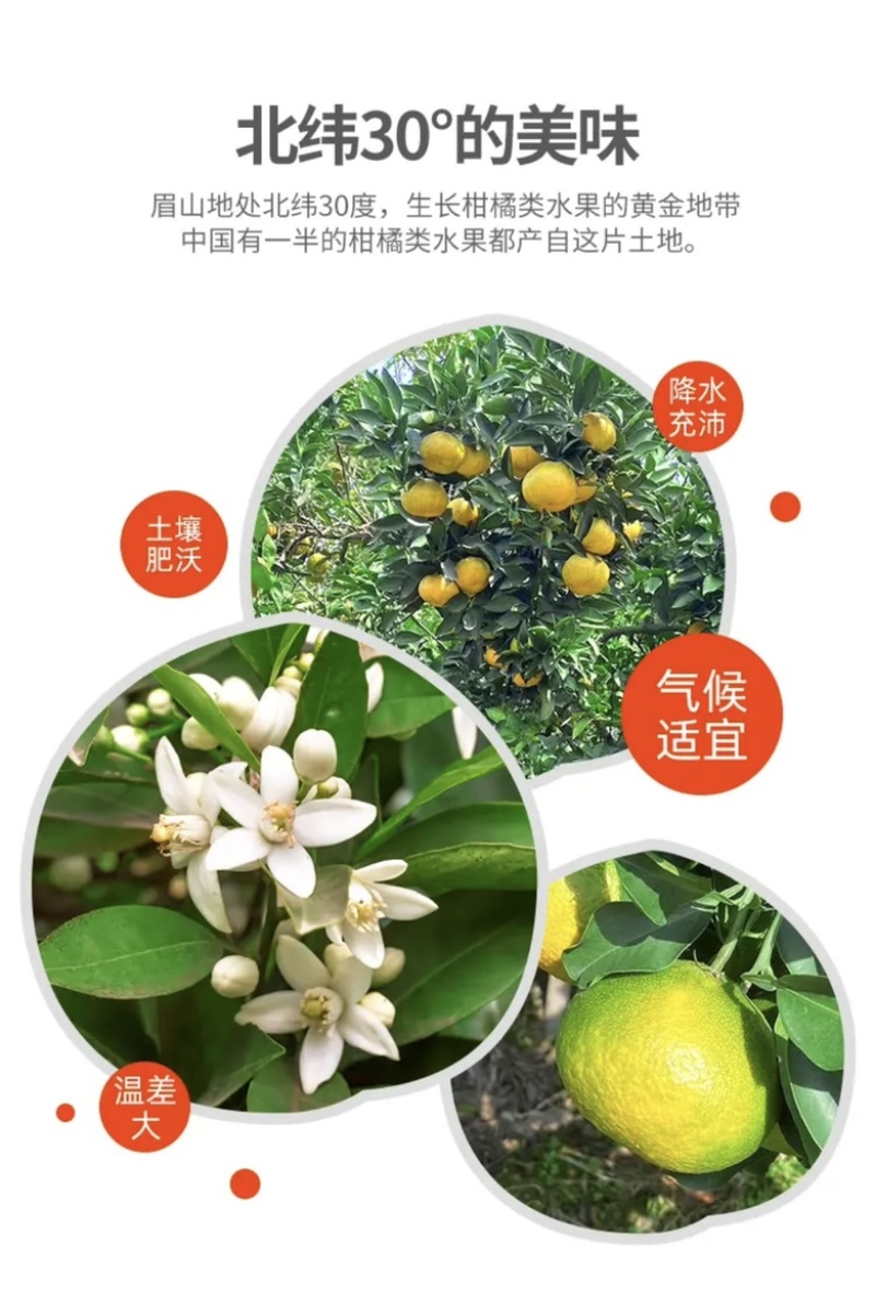 爱媛38果冻橙，现摘现发，一件代发，整车。打包售后无忧。