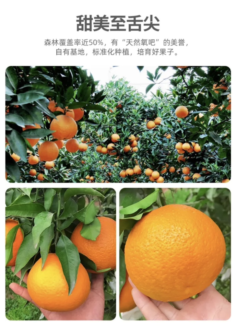 爱媛38果冻橙，现摘现发，一件代发，整车。打包售后无忧。