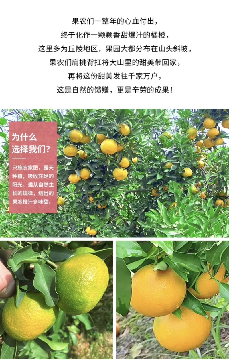 爱媛38果冻橙，现摘现发，一件代发，整车。打包售后无忧。