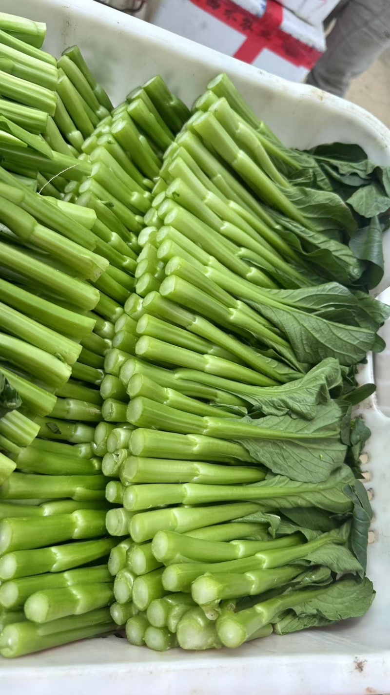 广东菜心50一件，净重30斤泡沫箱