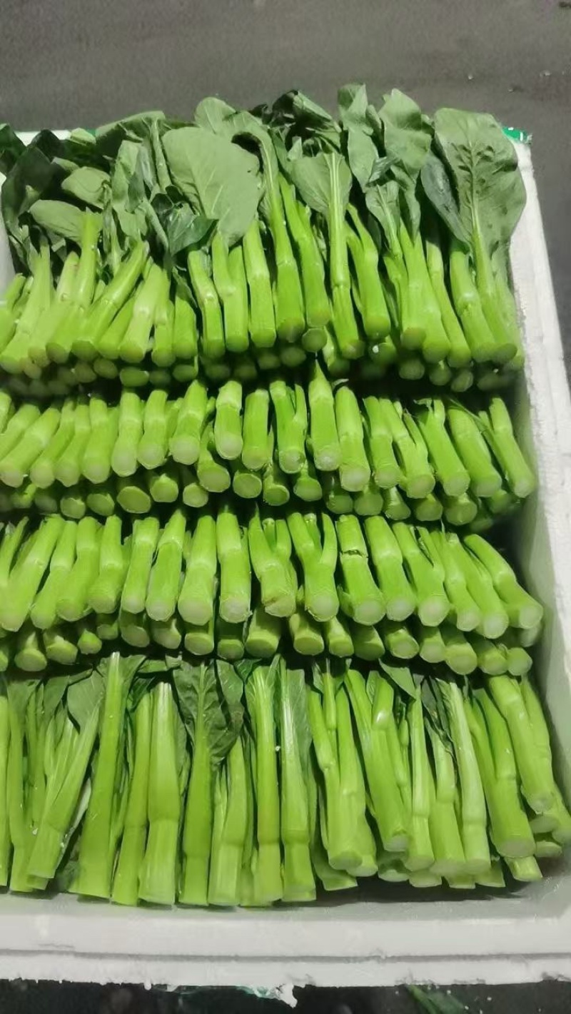广东菜心50一件，净重30斤泡沫箱