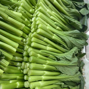 广东菜心50一件，净重30斤泡沫箱