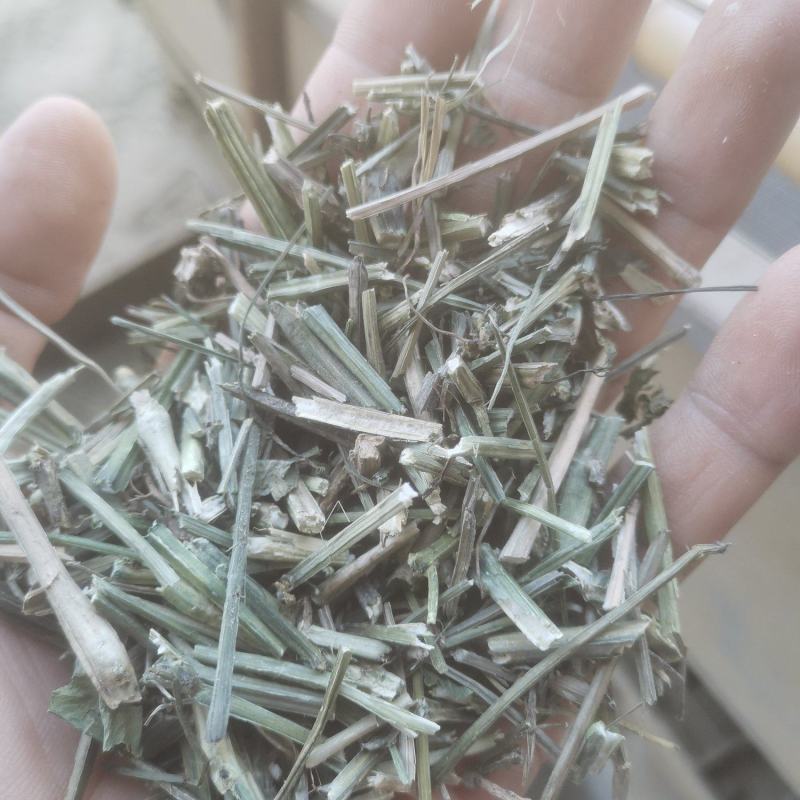 大量出售穿心莲杆新货