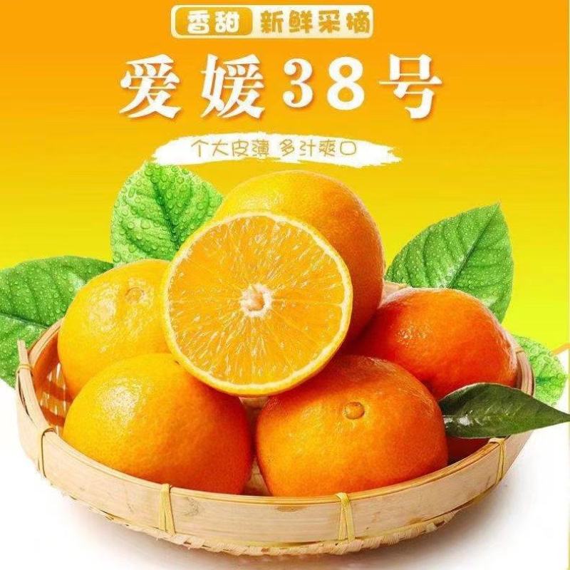 爱媛果冻橙一件代发招募主播团长电商团队