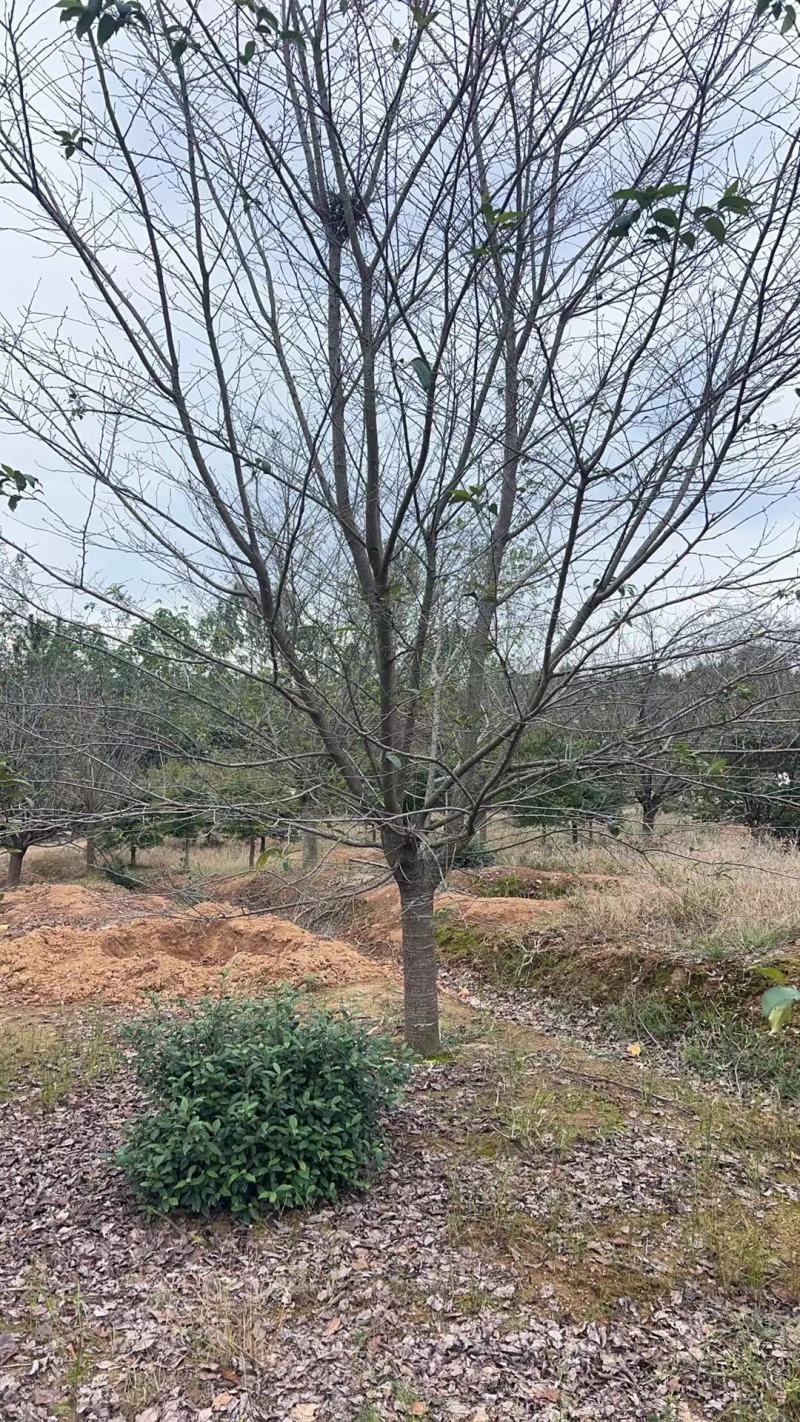 10-30染井吉野早樱大量低价供应