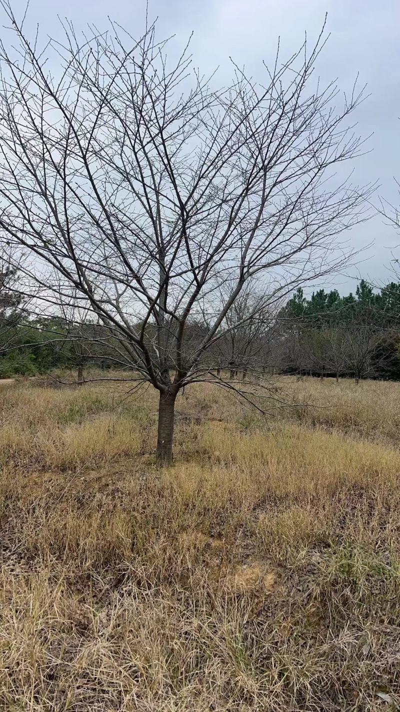 10-30染井吉野早樱大量低价供应