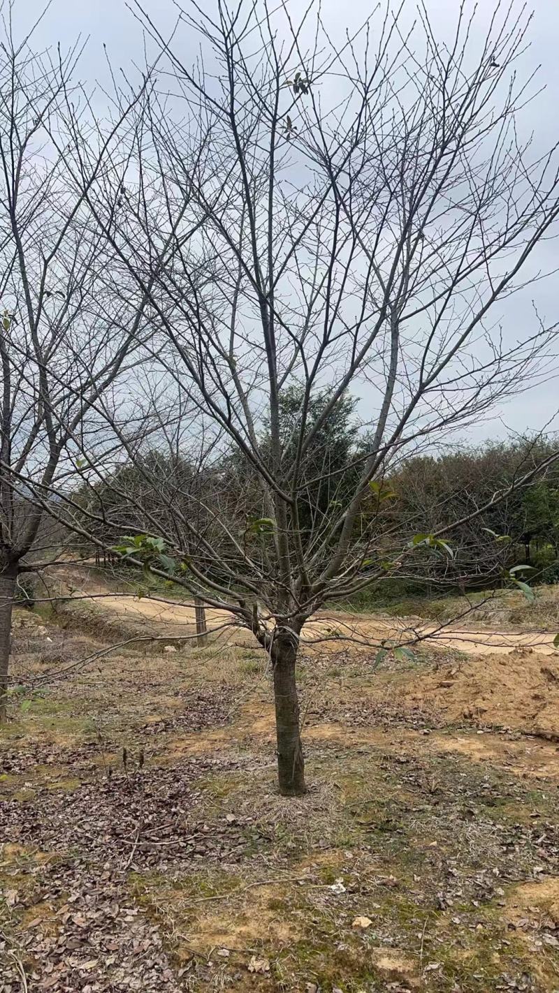 10-30染井吉野早樱大量低价供应
