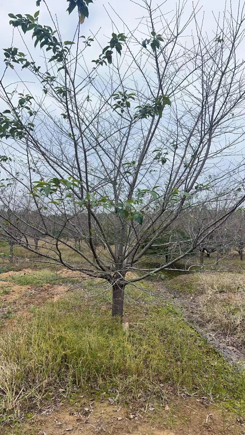 10-30染井吉野早樱大量低价供应