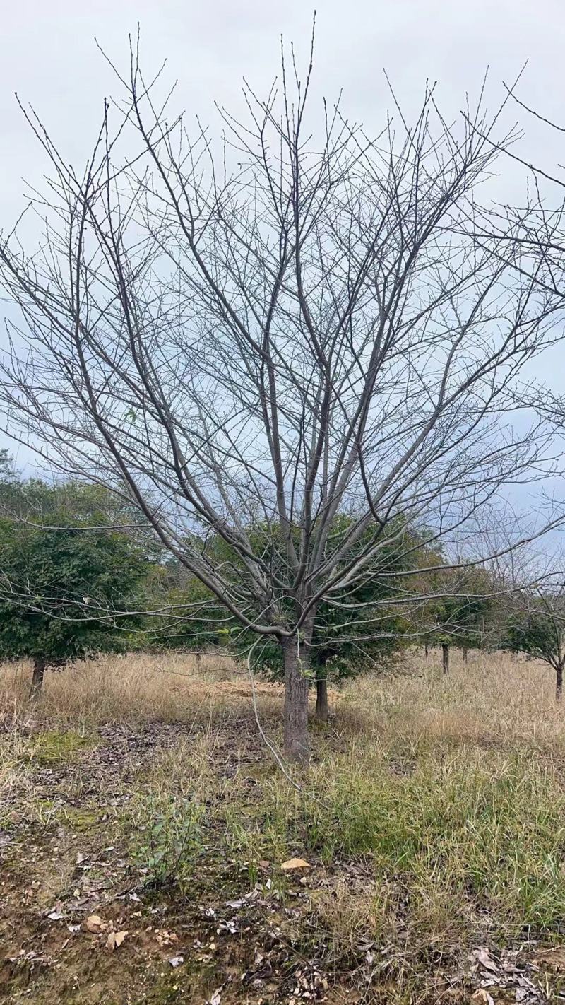 10-30染井吉野早樱大量低价供应