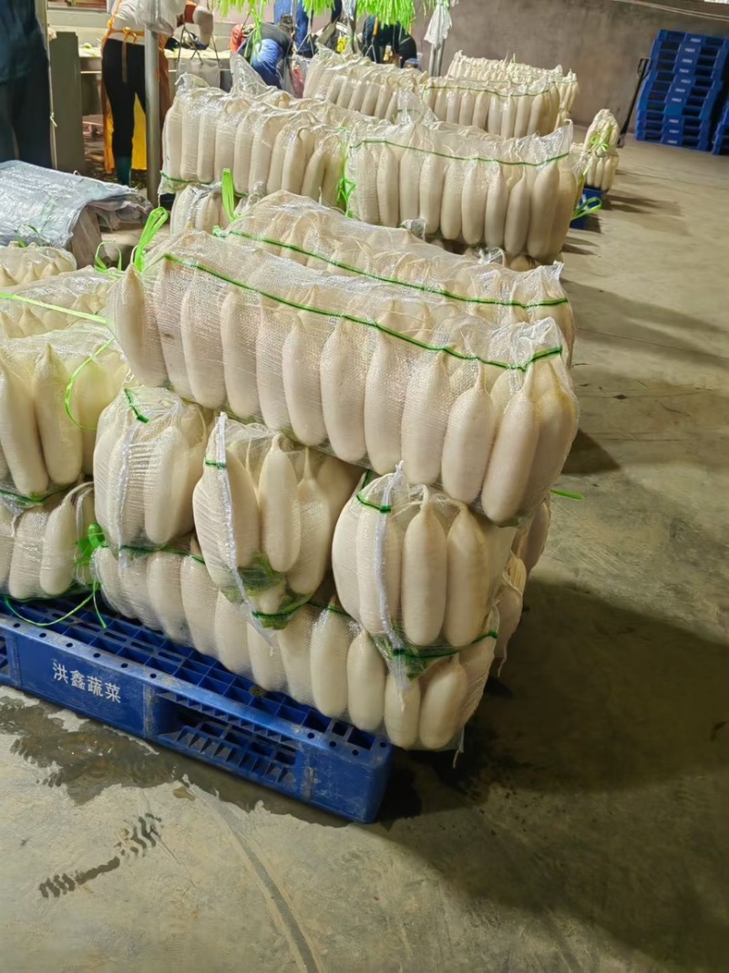 【热卖】精品白萝卜湖北萝卜一手货源产地直发欢迎致电合作