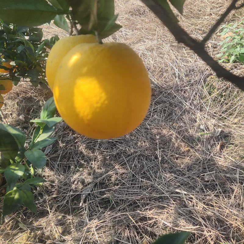 赣南早脐橙，大量上市颜色口感很好了