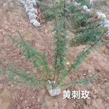 黄刺枚自己苗圃一手货源可长期供货价格优惠