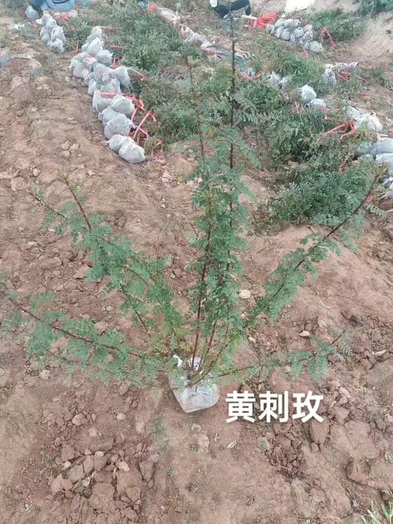 黄刺枚自己苗圃一手货源可长期供货价格优惠
