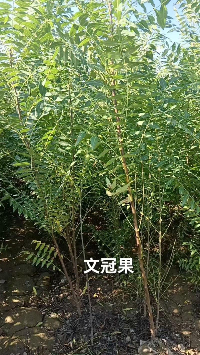 精选甘肃文冠果产地直发大量有货品质有保障