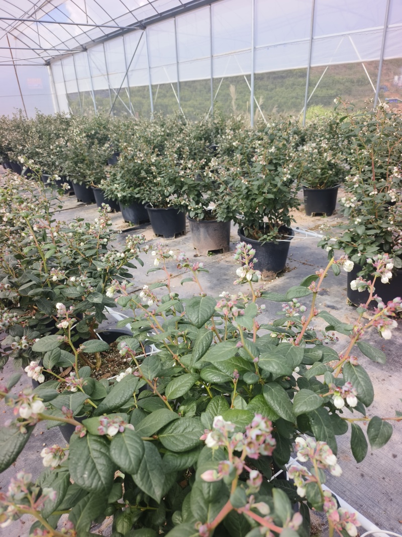 云南蓝莓盆栽蓝莓苗基地直发，25L盆、单棵挂果3公斤以上