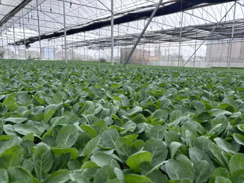 精品甘蓝苗规格齐全常年供应死苗补发