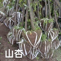 甘肃产地供货山杏苗大量有货对接园林绿化价格优惠